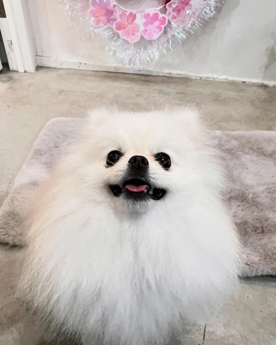 画像1033